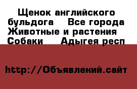 Щенок английского бульдога  - Все города Животные и растения » Собаки   . Адыгея респ.